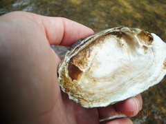 Ortmanniana ligamentina