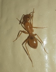 Camponotus festinatus