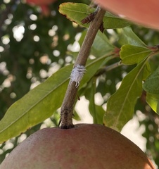 Cryptolaemus montrouzieri