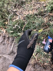 Christinus marmoratus