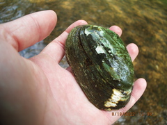 Ortmanniana ligamentina