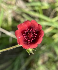 Potentilla thurberi