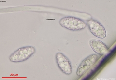 Wilcoxina