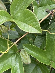 Passiflora mixta