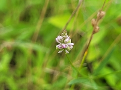Polygala verticillata