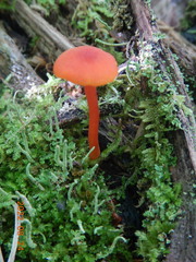 Hygrocybe miniata
