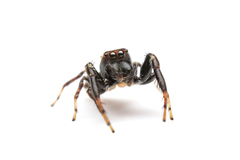 Salticidae