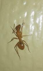 Camponotus festinatus