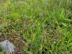 Polygala verticillata