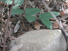 Argyrogramma verruca
