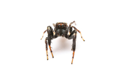 Salticidae