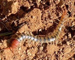 Scolopendra morsitans
