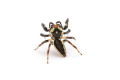 Salticidae