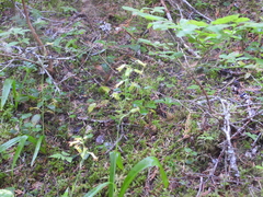 Anticlea occidentalis