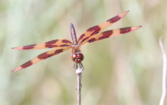 Celithemis eponina