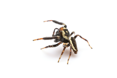 Salticidae