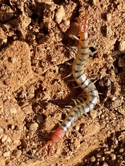 Scolopendra morsitans