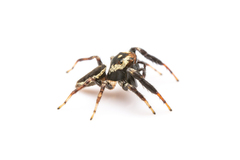 Salticidae