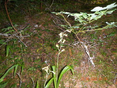 Anticlea occidentalis