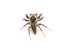 Salticidae