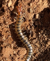 Scolopendra morsitans
