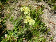 Sempervivum wulfenii