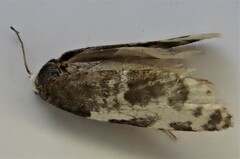 Prothelymna niphostrota