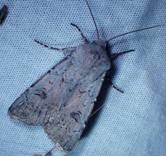 Agrotis vetusta