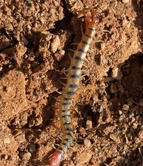 Scolopendra morsitans
