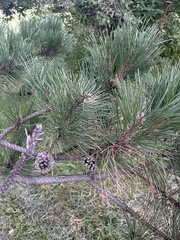 Pinales