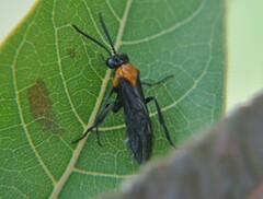Tenthredinoidea