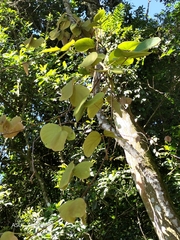 Mucuna macrocarpa