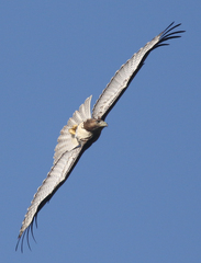 Buteo jamaicensis calurus