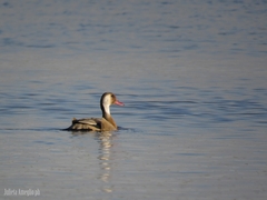 Amazonetta brasiliensis