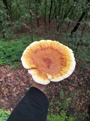 Ganoderma tsugae