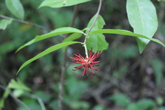 Annonaceae