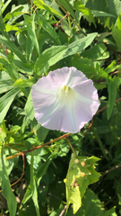 Calystegia sepium