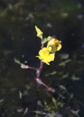 Utricularia macrorhiza