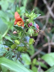 Alonsoa meridionalis