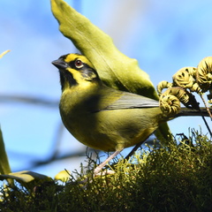 Atlapetes citrinellus