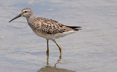 Calidris himantopus