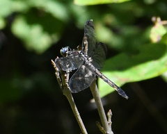 Libellula
