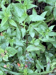 Alonsoa meridionalis