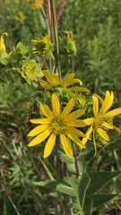 Silphium integrifolium