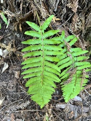 Polystichum