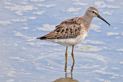 Calidris himantopus