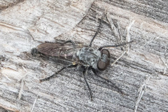 Cyrtopogon