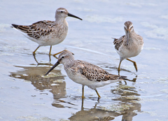 Calidris himantopus