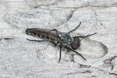 Cyrtopogon