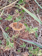 Junonia evarete